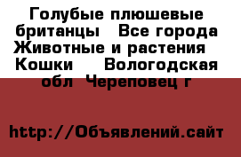 Голубые плюшевые британцы - Все города Животные и растения » Кошки   . Вологодская обл.,Череповец г.